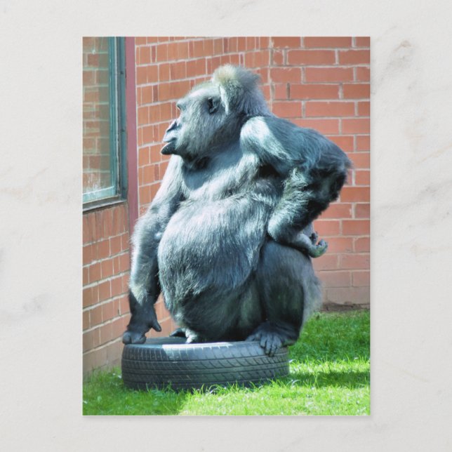 CARTE POSTALE GORILLES (Devant)