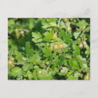 goseberry