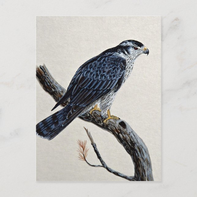 Carte Postale Goshawk (Devant)