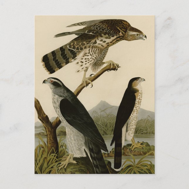 Carte Postale Goshawk et Stanley Hawk (Devant)