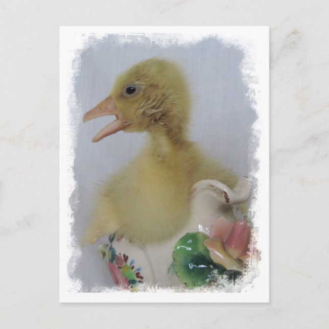 Carte Postale Gosling (Devant)