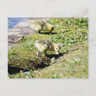 Carte Postale Gosling de Cute Canada