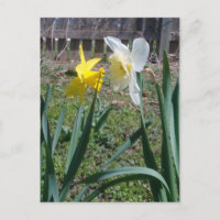 Gossiping Daffies