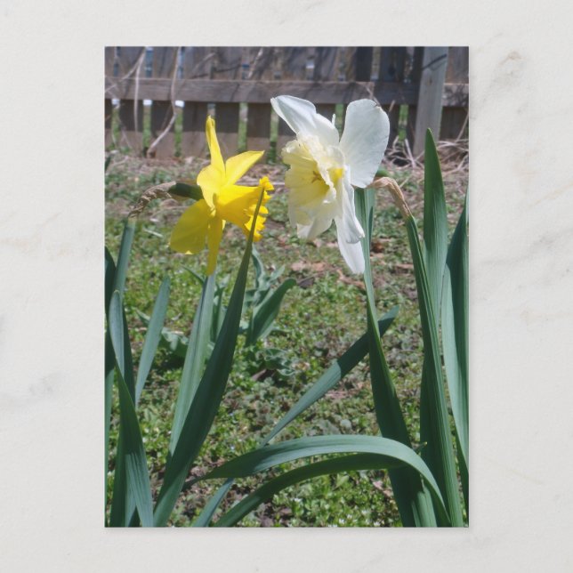 Carte Postale Gossiping Daffies (Devant)