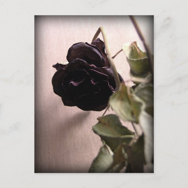 Carte Postale Gothique Rose mort (Devant)