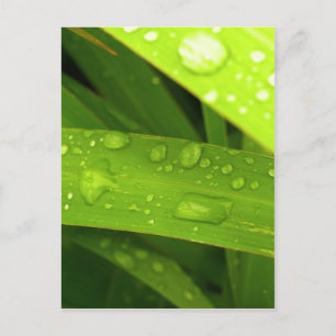 Carte Postale goutte d'eau sur des feuilles