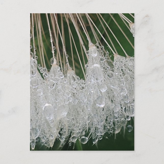 Carte Postale gouttelettes d'eau (Devant)