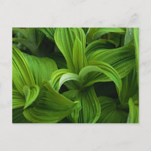 Carte Postale Gouttes de rosée sur une fausse helabore