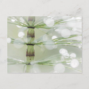 Carte Postale Gouttes de rosée sur une plante de prêle Seabeck