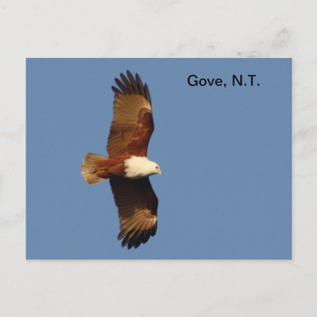 Carte postale Gove Brahminy Kite (Devant)