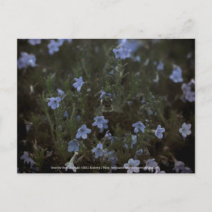 Carte Postale Grâce aux abeilles