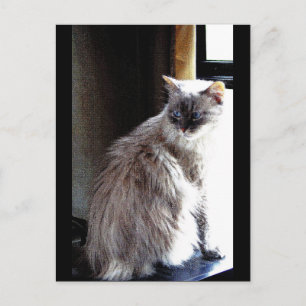 Carte Postale Gracie