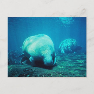 Carte postale Gracity Florida Manatees