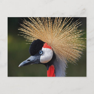 Carte Postale Graine couronnée