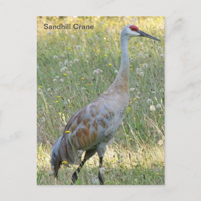 Carte Postale Graine de Sandhill (Devant)
