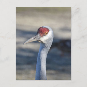 Carte Postale Graine de Sandhill