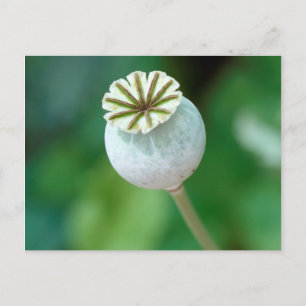 Carte Postale Graine de tête de fleur de pavot, Cap-Occidental