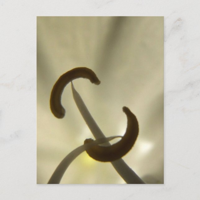 Carte postale Graines de fleurs (Devant)