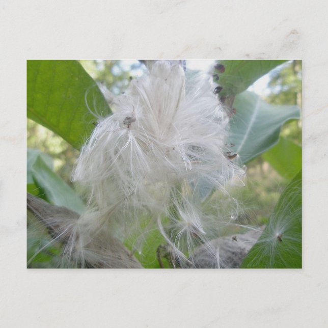 Carte postale Graines de Milkweed (Devant)