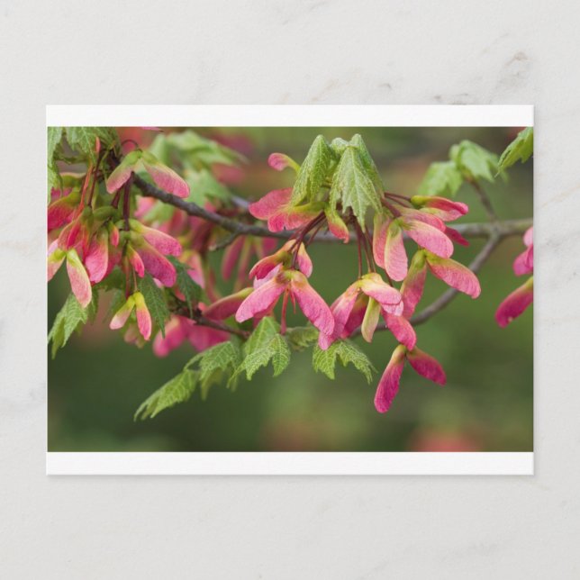 Carte Postale Graines de Sycamore à ailes roses - Acer pseudopla (Devant)