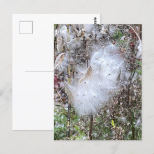 Carte Postale Graines et soie d'algues