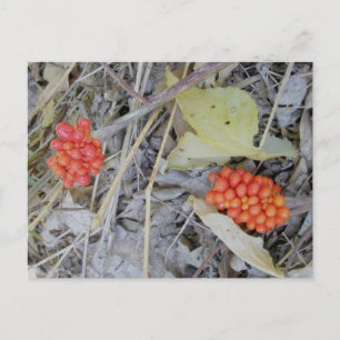 Carte postale Graines Jack-In-The-Pulpit