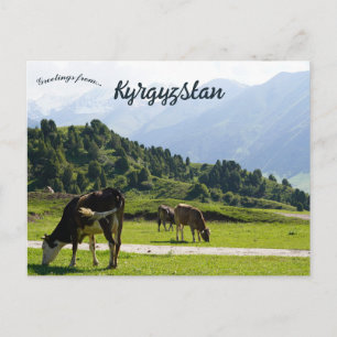 Carte Postale Graissage de bovins dans une prairie au Kirghizist