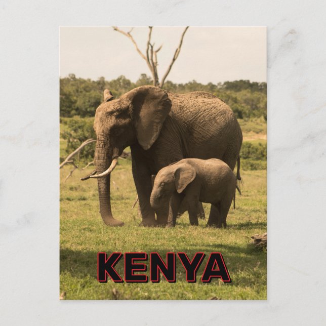 Carte Postale Graissage Des Éléphants Au Kenya (Devant)