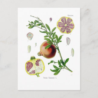 Carte Postale Granatum de Punica (grenade)