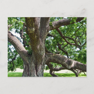 Carte Postale Grand arbre