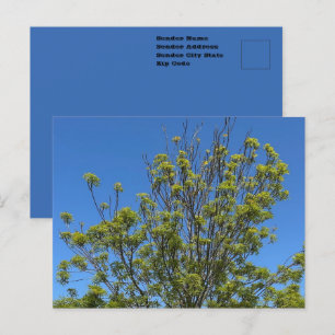 Carte Postale Grand Ash Tree Dans La Belle Photo Ciel Bleu