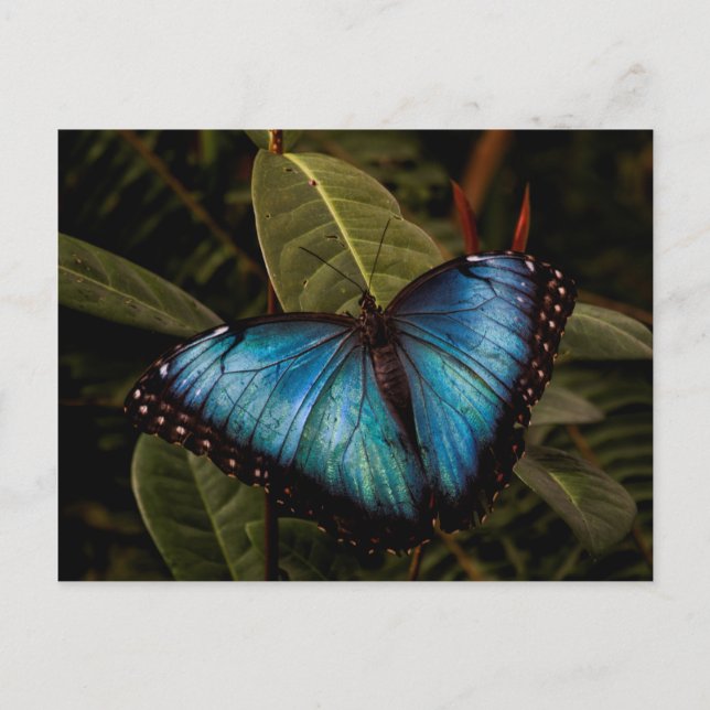 Carte Postale Grand, beau, papillon bleu (Devant)