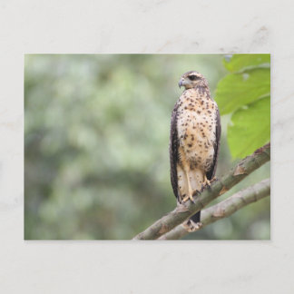 Carte Postale Grand Black Hawk