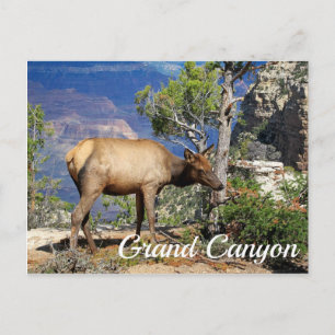 Carte Postale Grand Canyon National Park Arizona États-Unis