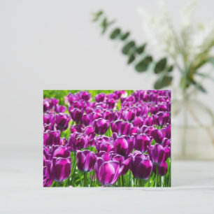 Carte Postale Grand champ de tulipes violettes