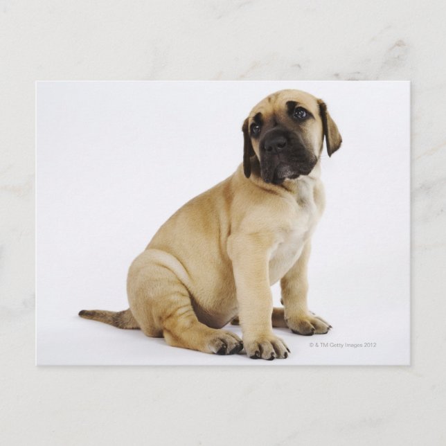 Carte Postale Grand Chiot Dane assis au Studio (Devant)