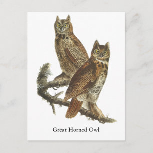 Carte Postale Grand Chouette à la corne, John Audubon