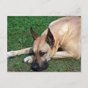 Carte Postale Grand Dane reposant