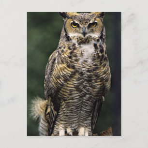 Carte Postale Grand-duc d'Amérique (Bubo virginianus), corps ent
