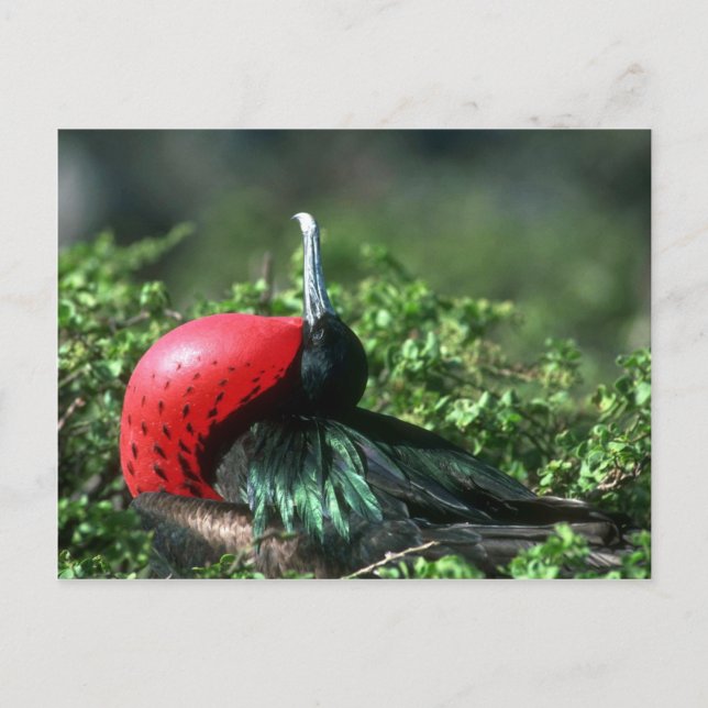 Carte Postale Grand Frigatebird, Courtoisie Homme Avec Grand Gul (Devant)