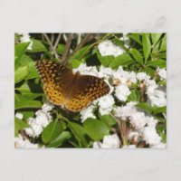 Grand Fritillaire à point d'argent sur laurier de 