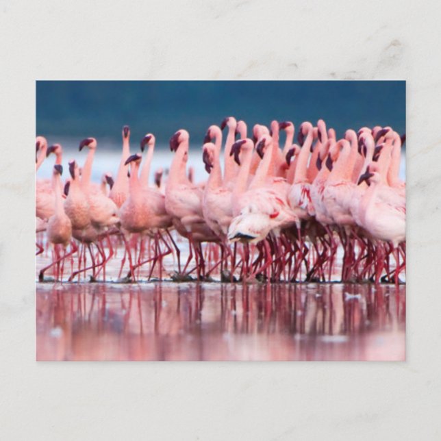 Carte Postale Grand Groupe De Petits Flamants (Devant)