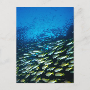 Carte Postale Grand groupe de poissons Bigeye Snapper nageant