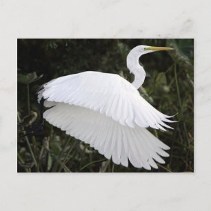 Carte Postale Grand héron blanc