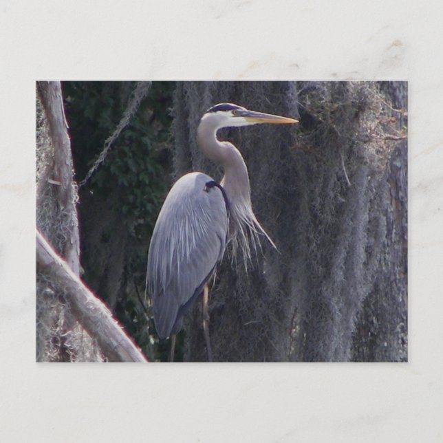 Carte Postale Grand héron bleu (Devant)