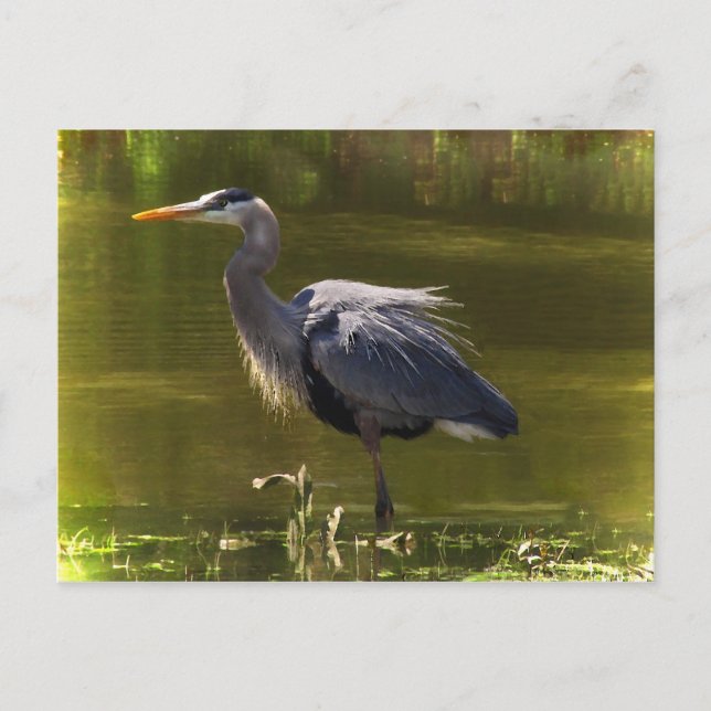 Carte Postale Grand héron bleu (Devant)