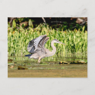 Carte Postale Grand héron bleu