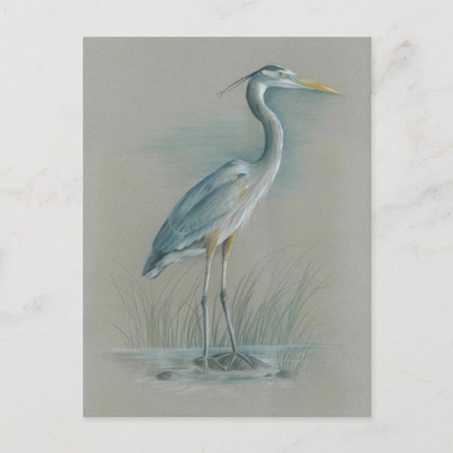 Carte Postale Grand héron bleu (Devant)