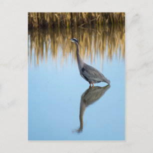 Carte Postale Grand héron bleu