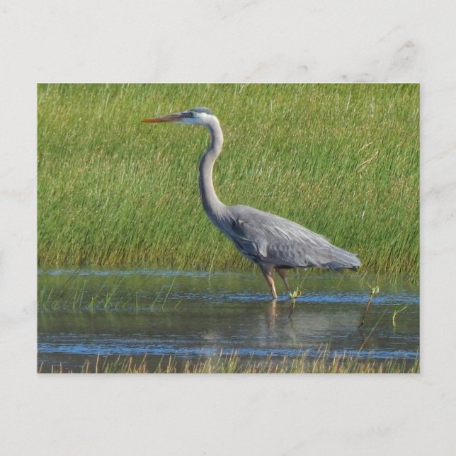 Carte Postale grand héron bleu (Devant)